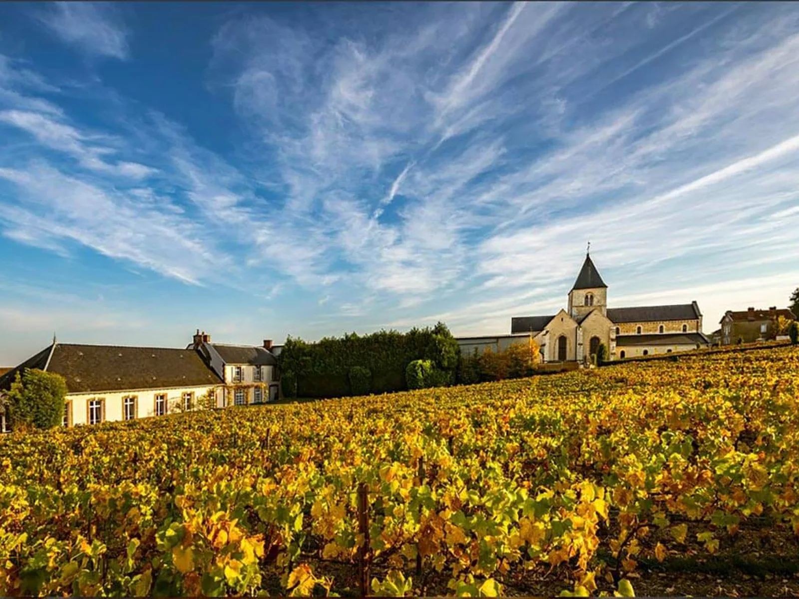 Vineyards in Champagne