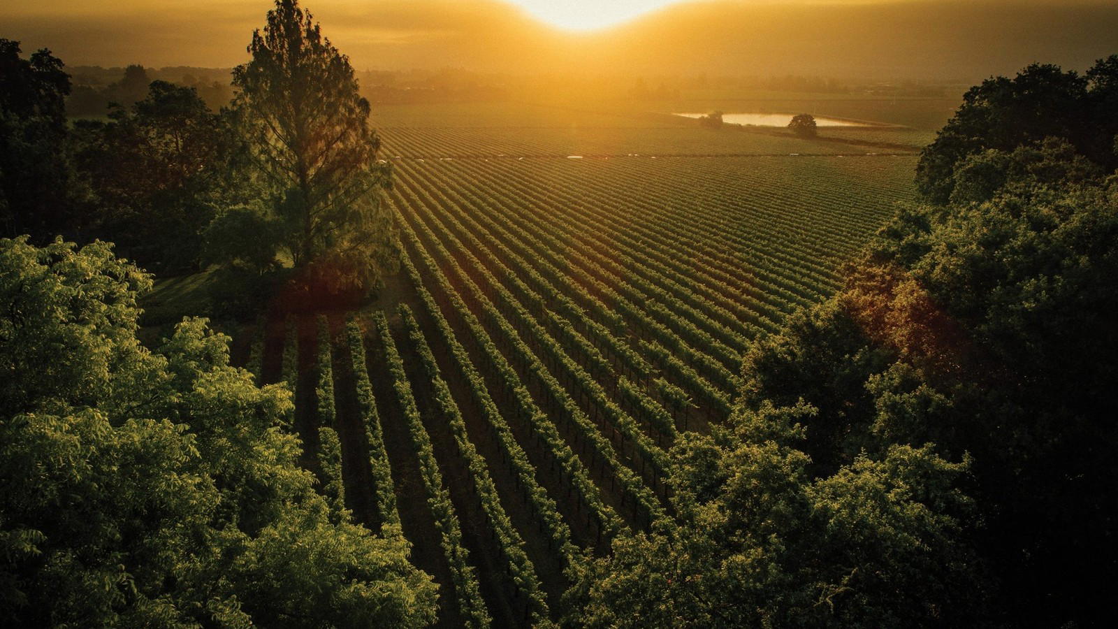 Freemark Abbey London Masterclass: Library Cabernet