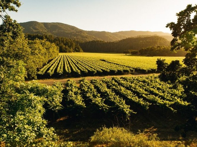A scenic vineyard in Napa Valley with rows of grapevines bathed in golden sunlight, framed by trees and mountains in the background.