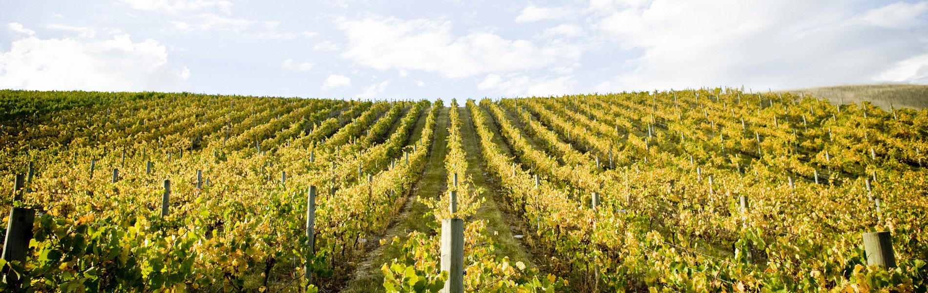 Geelong & Bellarine Peninsula: Australia's Most Underrated Wine Region
