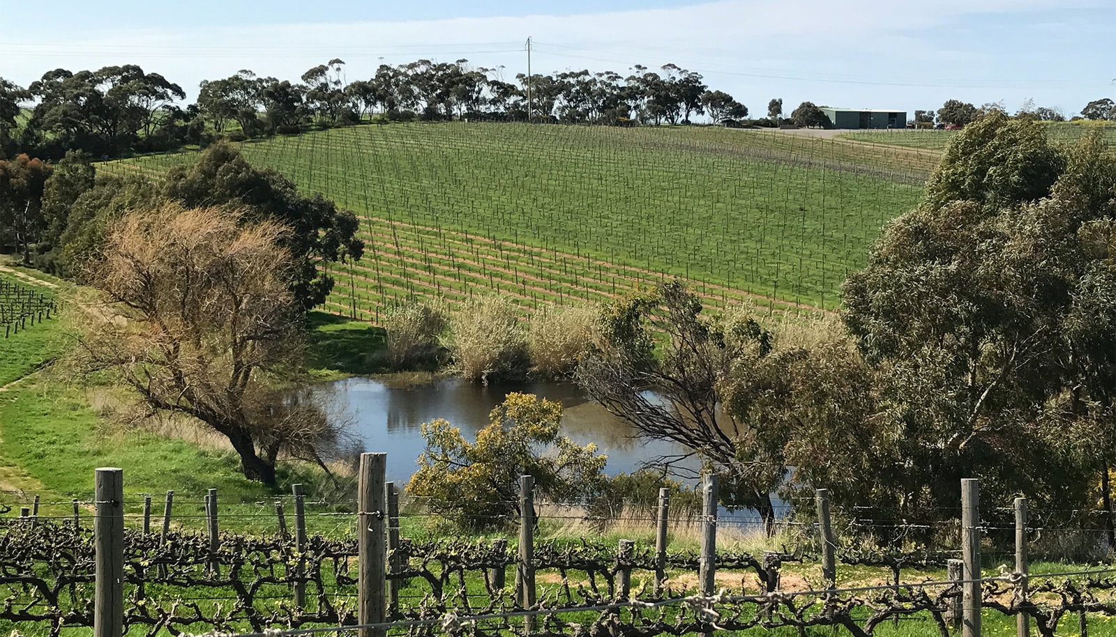 McLaren Vale vineyard landscape, a source of fruit for Penfolds Grange 2022.