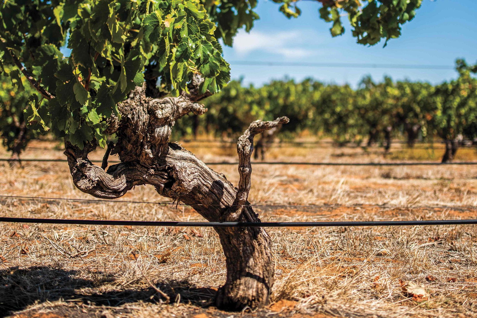 Barossa vines continue a 134-year-old legacy, hinting at the heritage behind Penfolds Grange 2022.