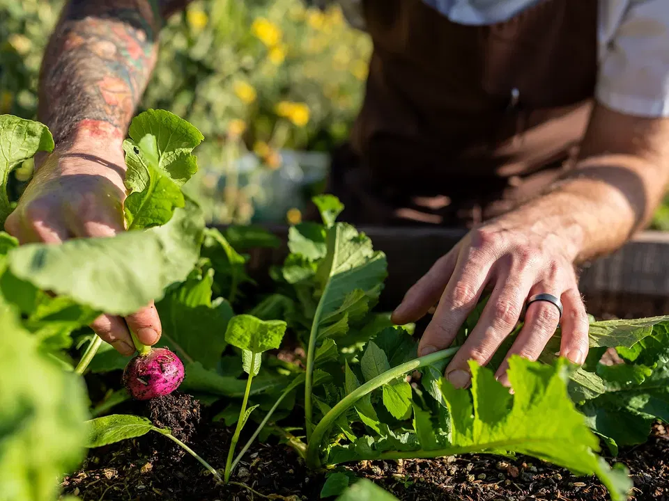 Hands harvesting vegetables from the garden for Harbor House Inn