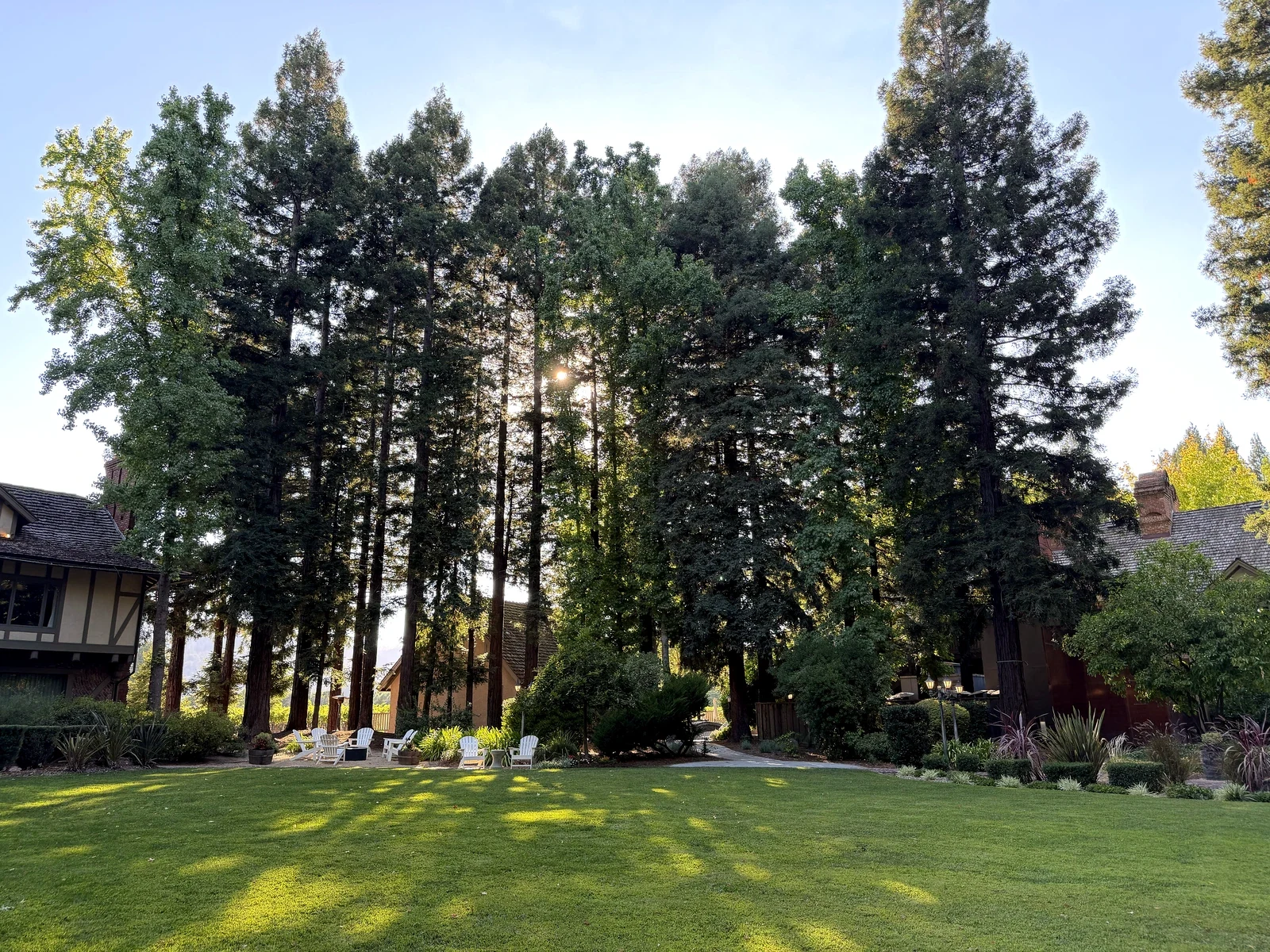 Manor House Lawn and towering redwoods at Harvest Inn St. Helena