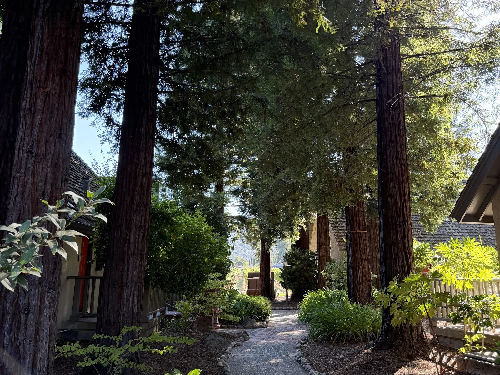 Brick garden path beneath mature redwoods at Harvest Inn in St. Helena