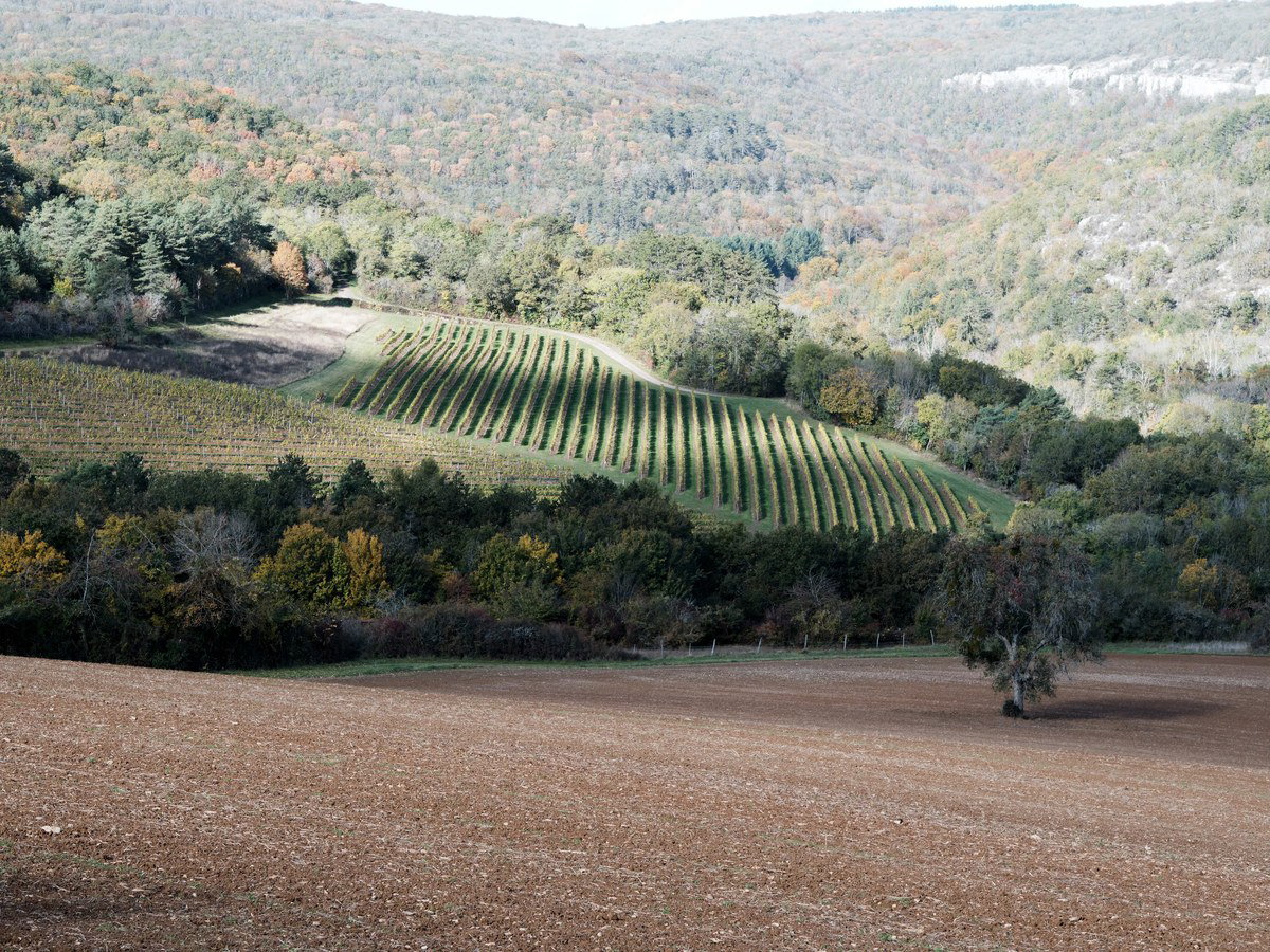 A wide landscape view of hillside vineyard rows nestled among autumn-colored forest in Burgundy, with a plowed field in the foreground.