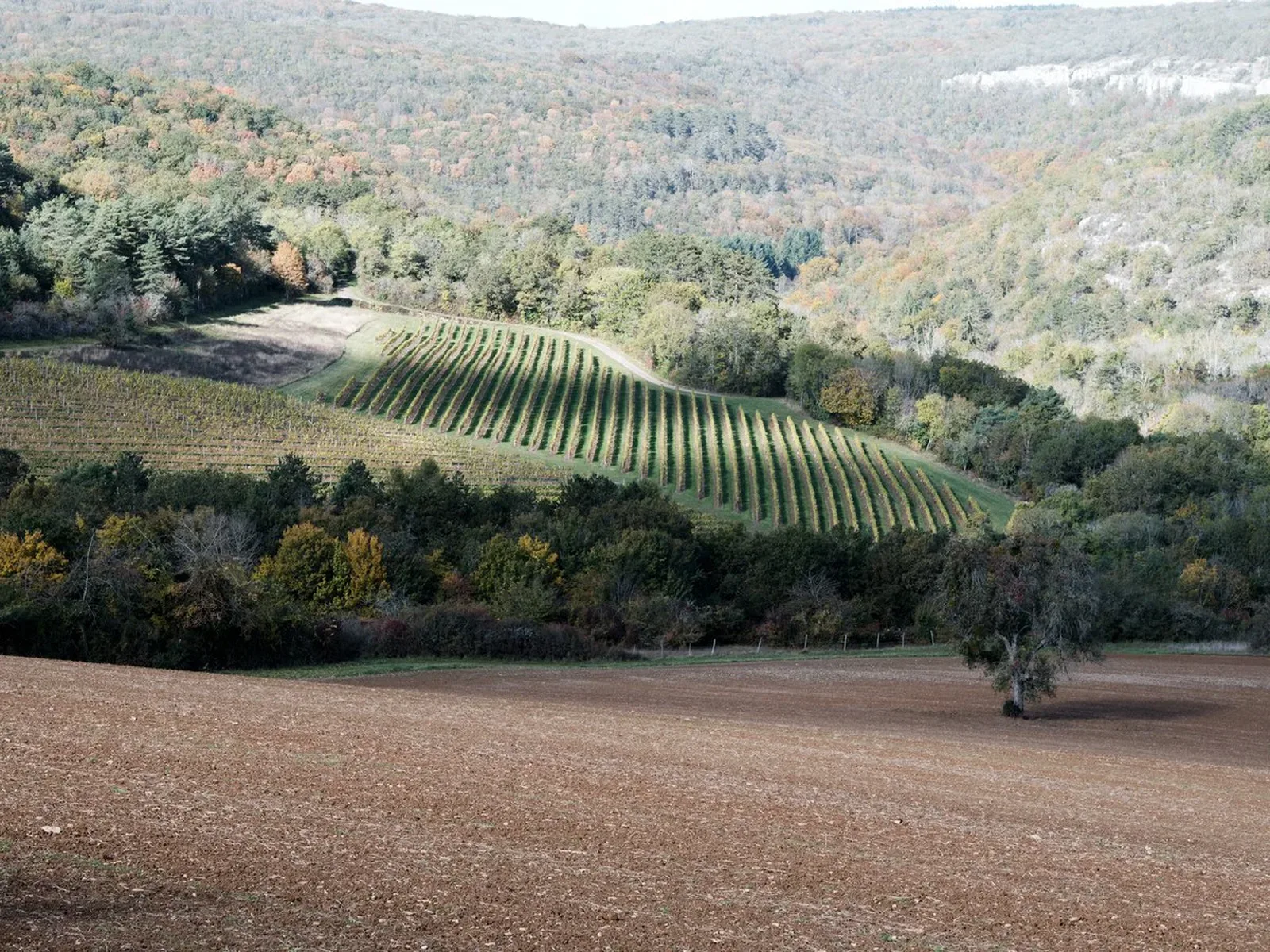 Vineyards in Burgundy