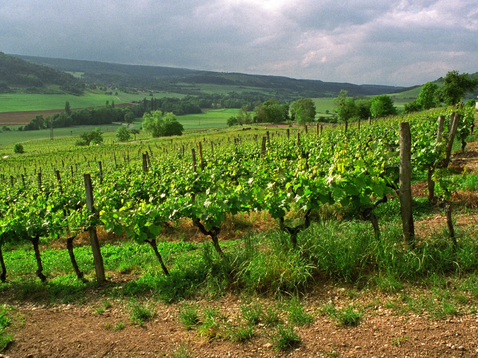 Vineyards in Burgundy