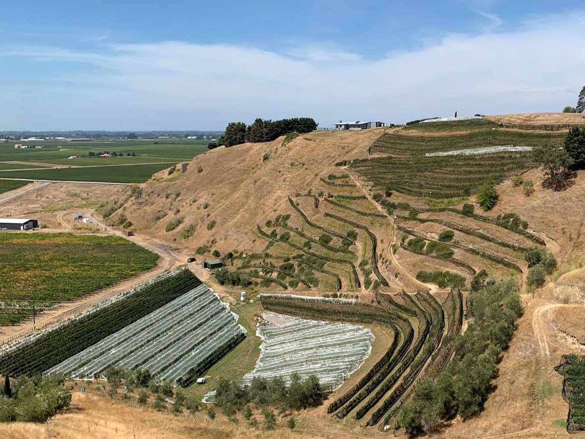 An aerial view shows terraced vineyards on a hillside, with some rows covered by white netting, and flat green fields in the distance.