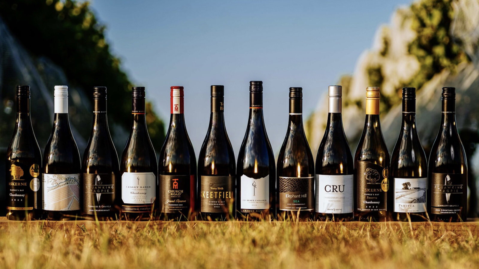 Eleven Hawke's Bay Chardonnay bottles lined up on dry grass outdoors under a blue sky, labels visible from multiple top producers.