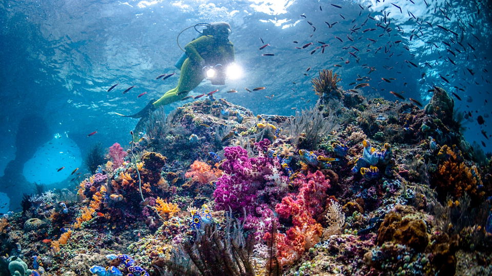Underwater photograph of a scuba diver with lights illuminating a vibrant coral reef with schools of fish; published by Condé Nast Traveler in an arti