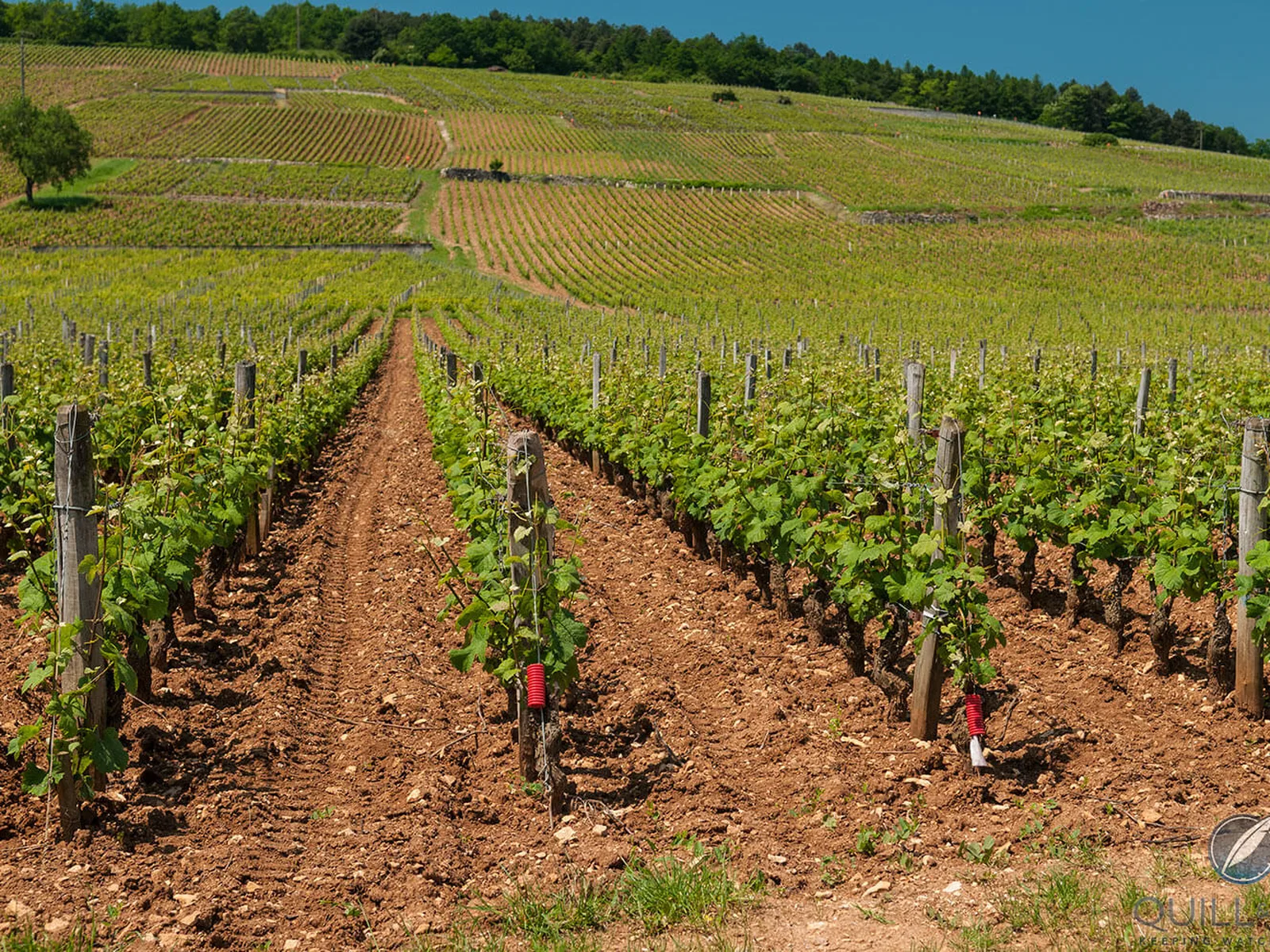Vineyards in Burgundy