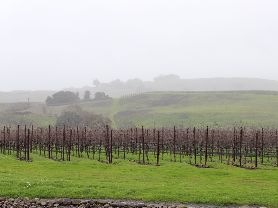 Rows of dormant grapevines stretch across rolling green hills shrouded in fog, characteristic of a Sonoma Coast vineyard.