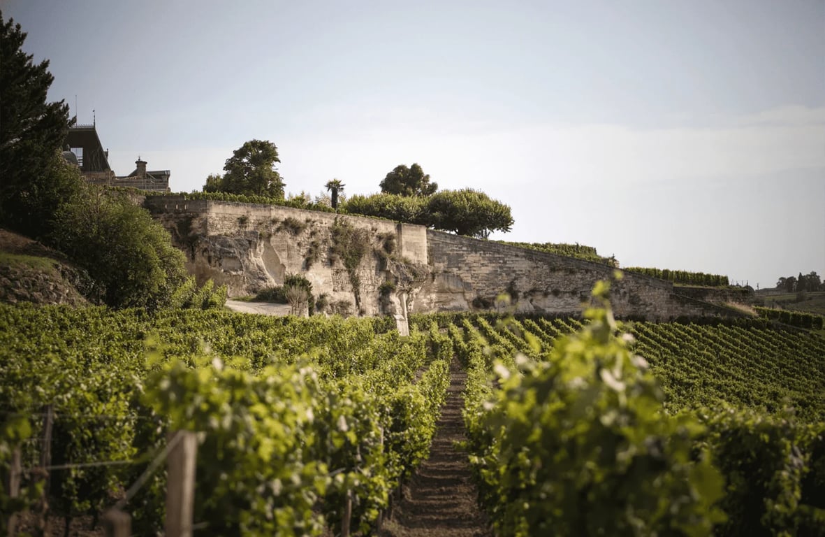 Château Ausone's terraced vineyards on the Saint-Émilion limestone escarpment.
