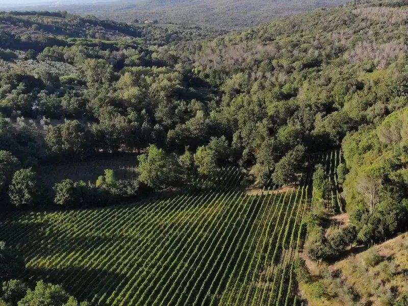 Aerial view of vine rows running between forested hills near Bolgheri.