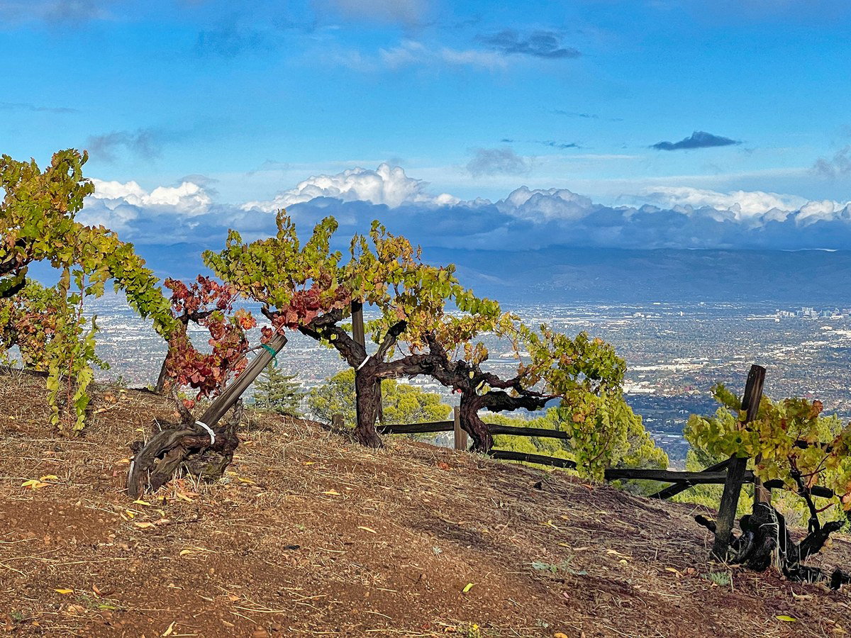 Old grapevines with autumn leaves on a steep hillside overlooking an urban valley under a cloudy blue sky.