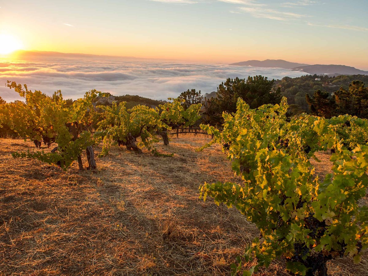 Sunset over a high-elevation vineyard with old-vine grapevines in the foreground, a dramatic fog layer filling the Santa Clara Valley below, and