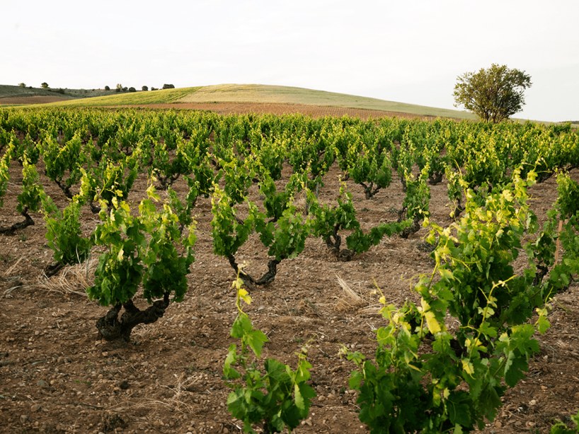 A wide-angle view of old-vine grapevines trained in bush-vine (gobelet) style across a dry, clay-loam vineyard.
