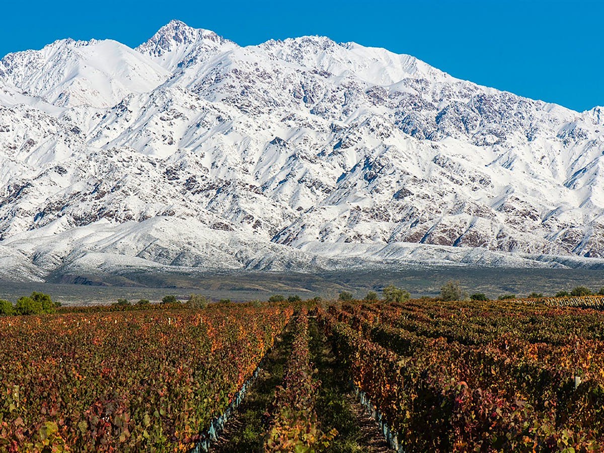 Rows of red and orange grapevines stretch towards a snow-capped mountain range under a clear blue sky in a vineyard.