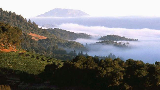 Harlan Estate Allocation in 2026: How to Get Bottles