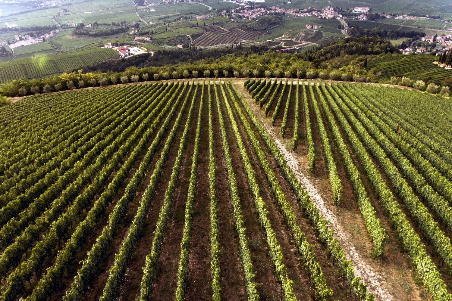 Aerial view of a vineyard estate in Valpolicella with neat rows of vines, surrounding buildings, and rolling hills