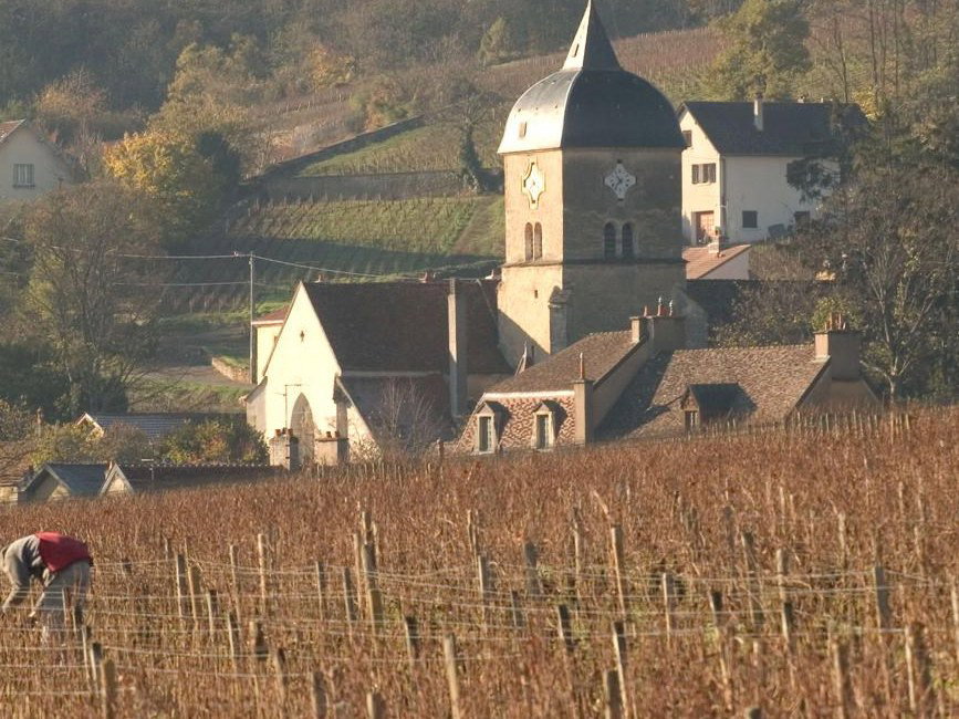 Vineyard with a person working and a church in the background.
