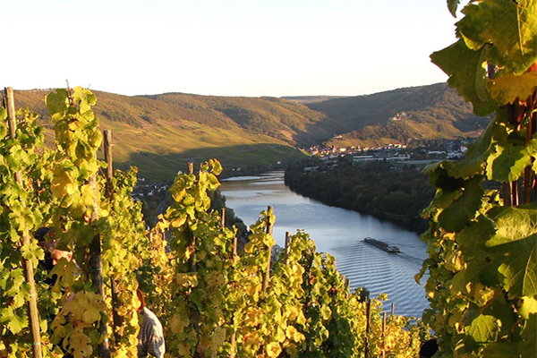 Mosel vineyard slopes overlooking a river bend with terraced grapevines in golden autumn light; source page explicitly attests this is J.J. Prüm (alt-