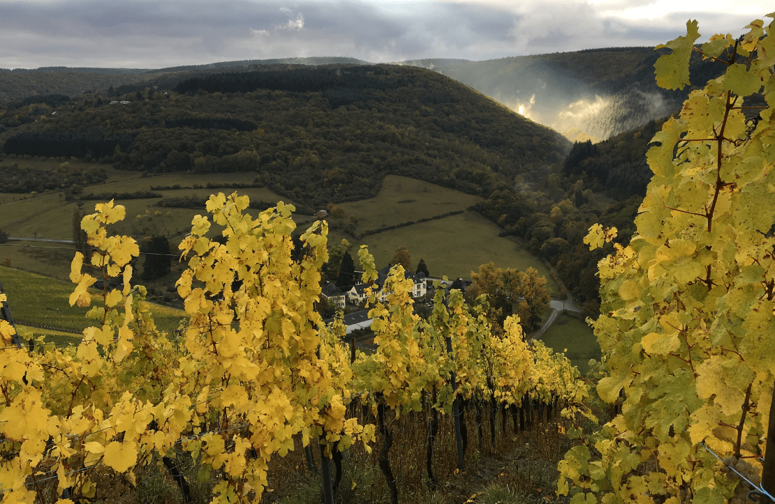 Autumn grapevines with yellow leaves in foreground overlook a verdant valley with rolling forested hills, terraced vineyards, and a small settlement in the distance.