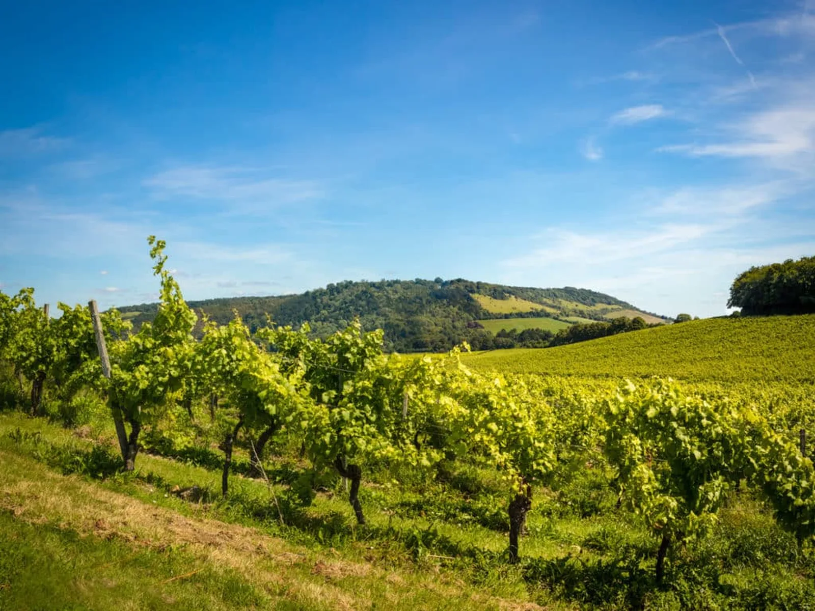 Vineyards in London