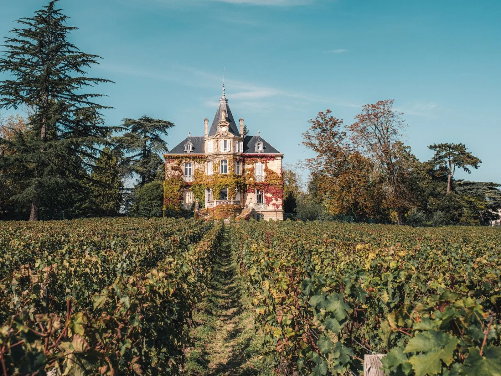 Vineyards in Bordeaux