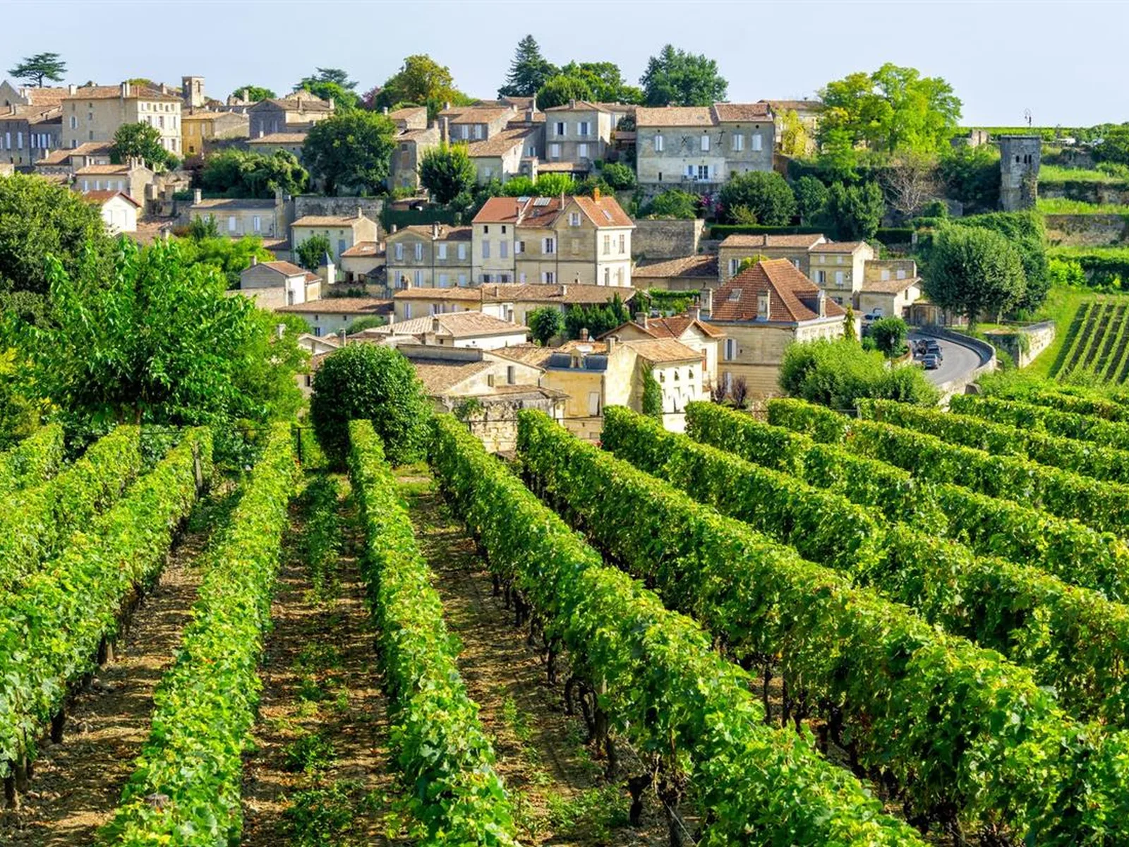 Vineyards in Bordeaux