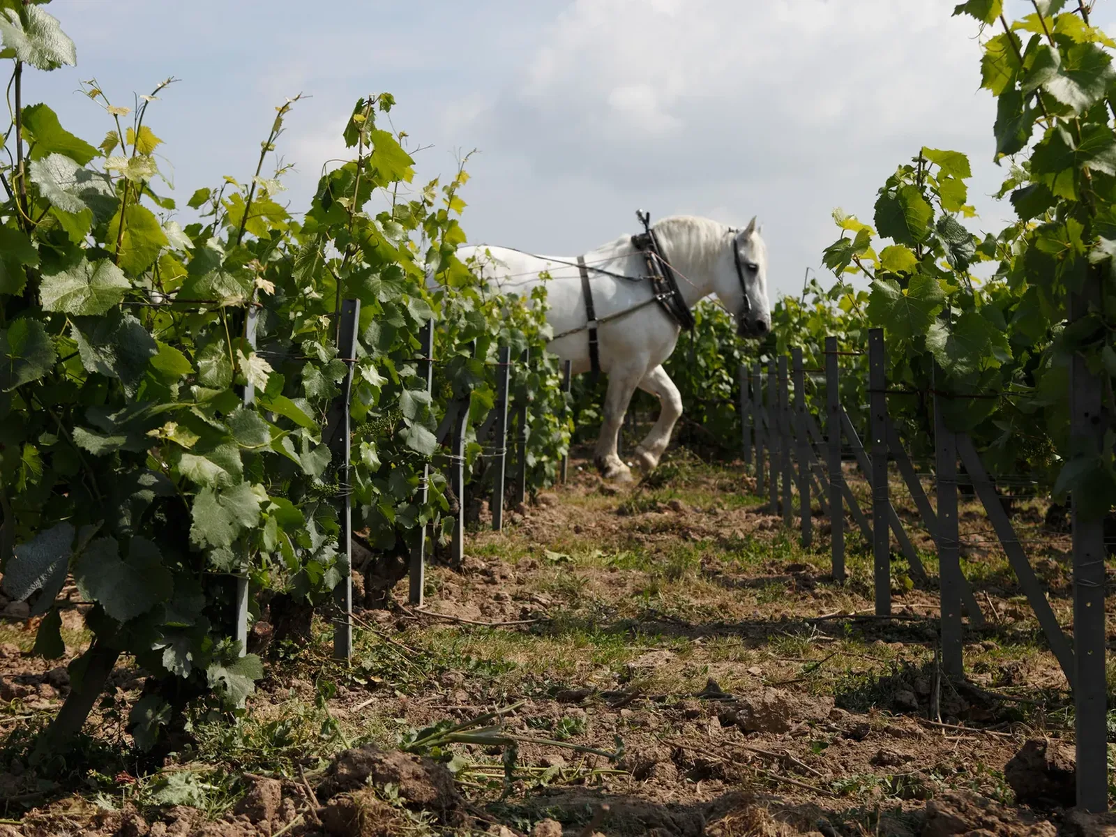 Vineyards in Champagne