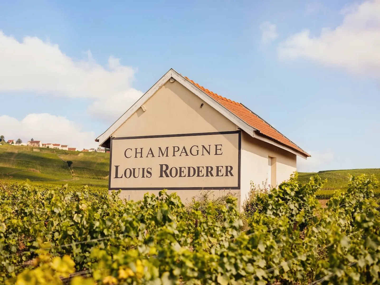 Vineyards in Champagne