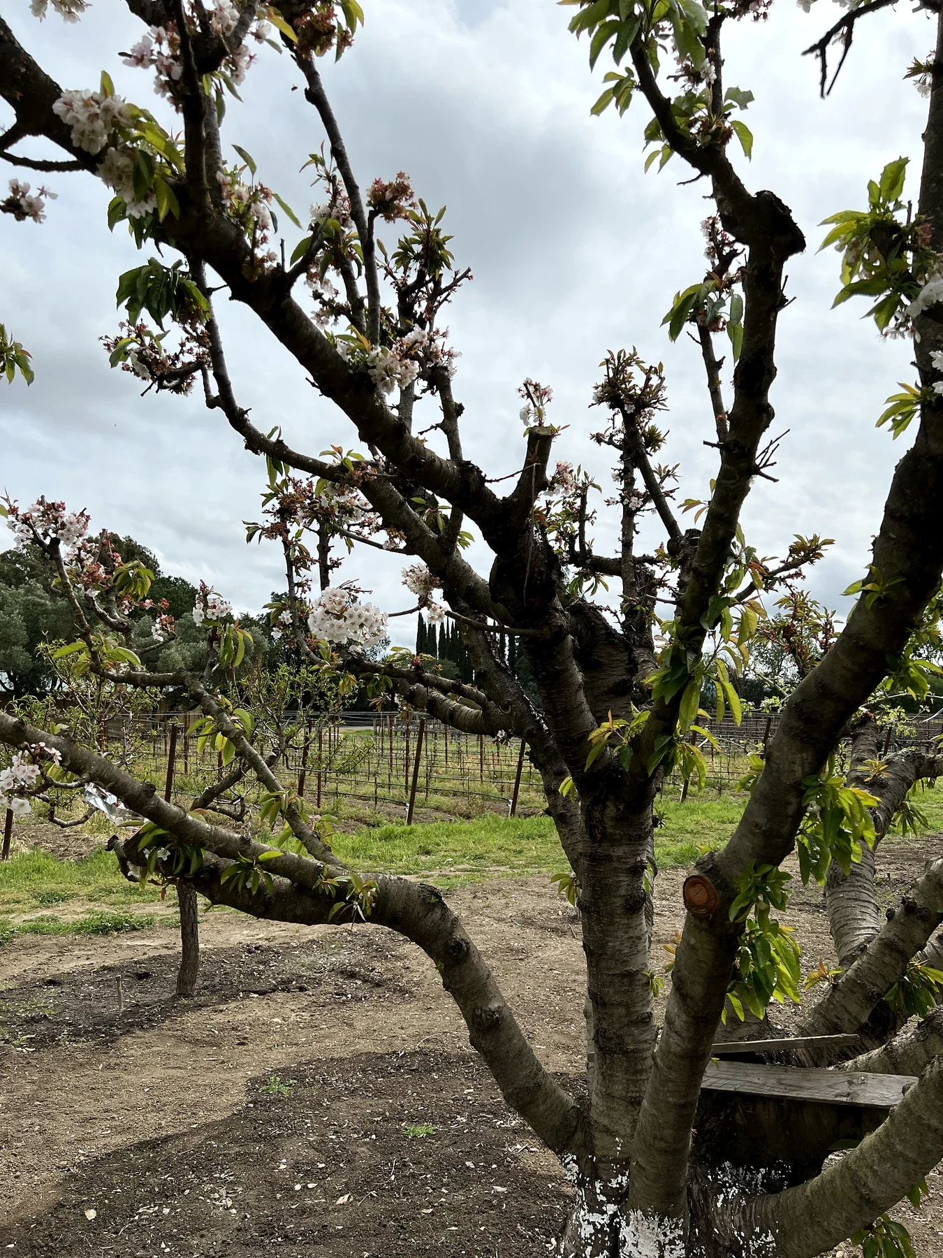 Old fruit tree within the orchard and vineyard landscape at Meadowbrook Farm