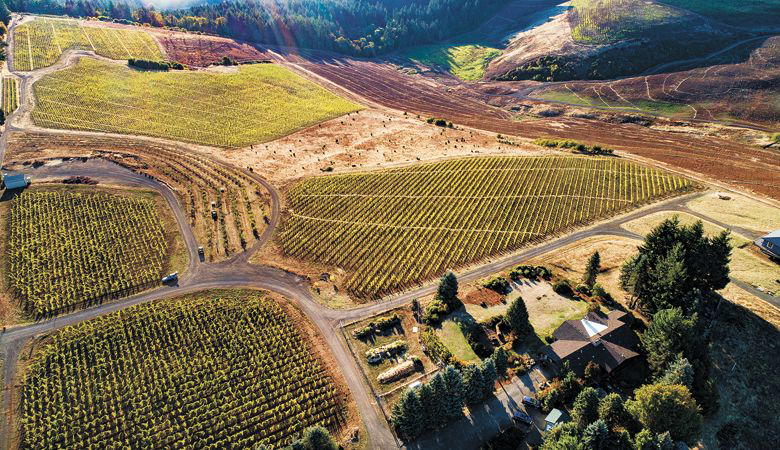 Koosah Vineyard Oregon Chardonnay: America's Most Coveted Bottle
