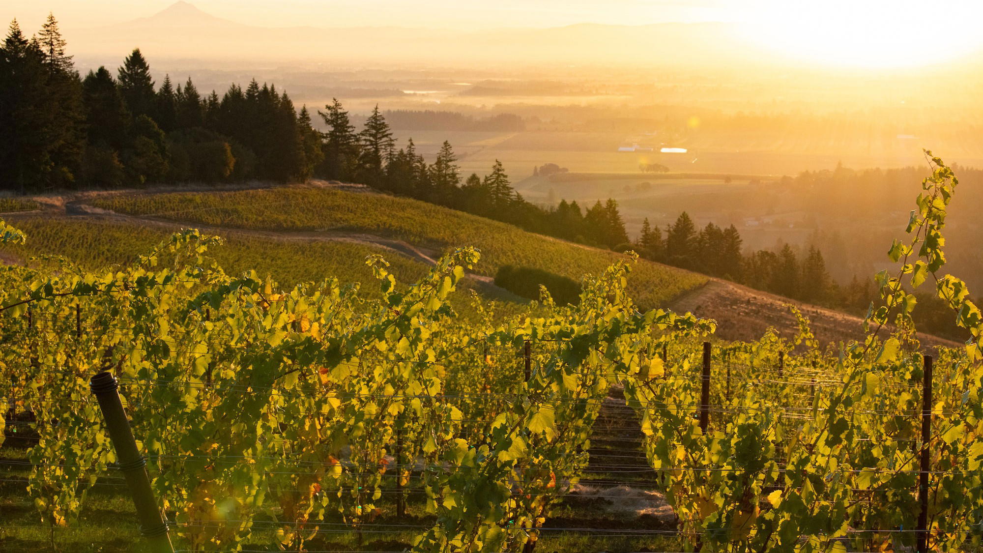 Koosah Vineyard Oregon Chardonnay: America's Most Coveted Bottle