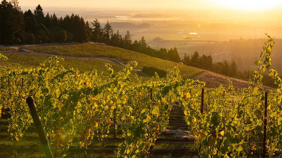 A vineyard with rows of green grapevines stretches across rolling hills under a golden sunset, with a forest line and distant valley visible.