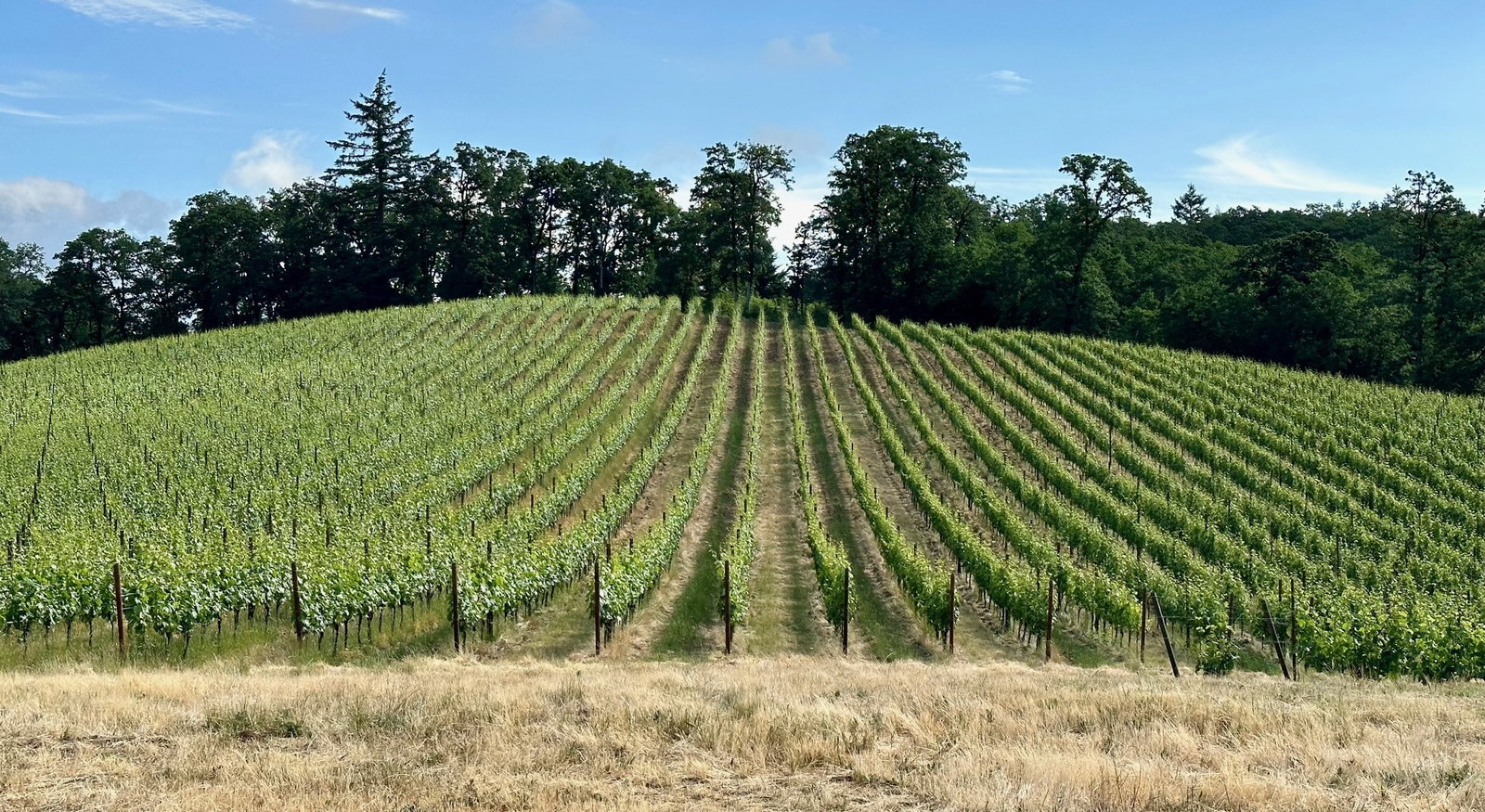 Rows of vibrant green grapevines stretch across a sunlit hill, leading up to a line of dark green trees under a blue sky with scattered white clouds.