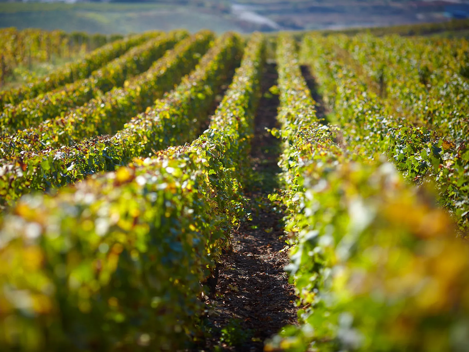 Vineyards in Champagne