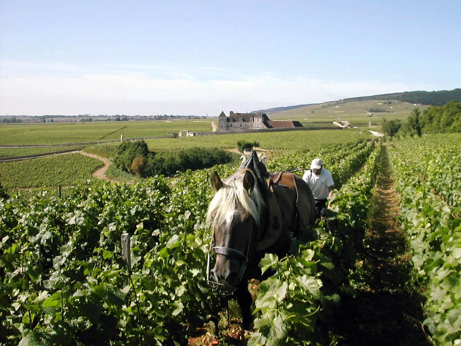Vineyards in Burgundy