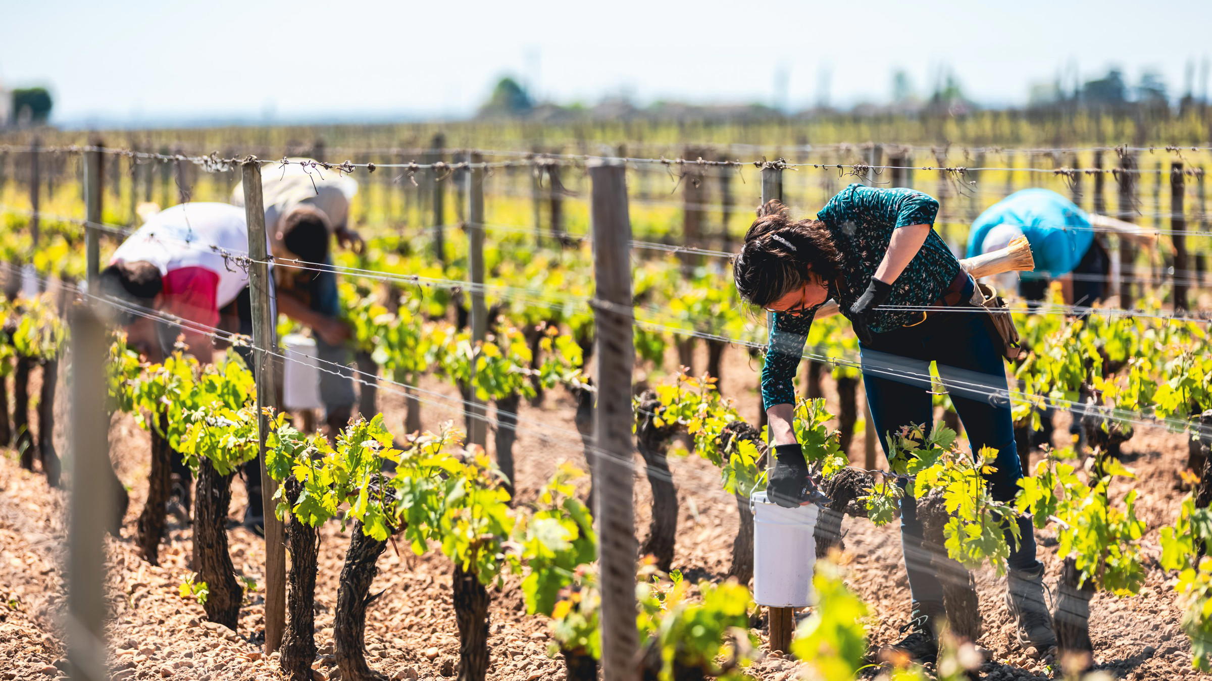 Lafleur Pomerol Irrigation: Why the Estate Chose Vines Over AOC