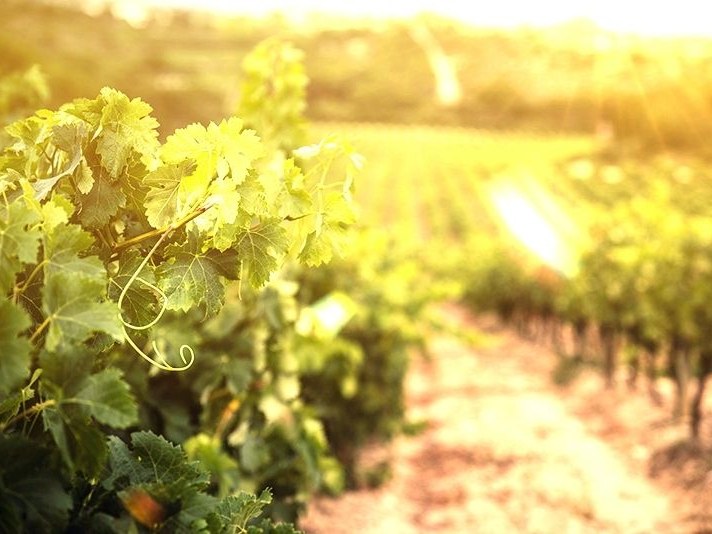 Sunlight illuminates rows of grapevines, with lush green leaves and tendrils prominent in the foreground.