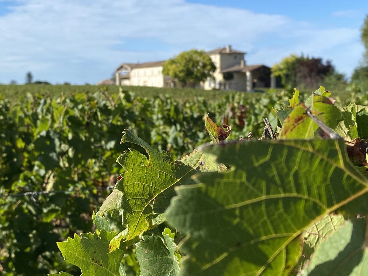 Close-up of vineyard leaves showing heat stress symptoms with rows of vines and a château building in the background under a blue sky.