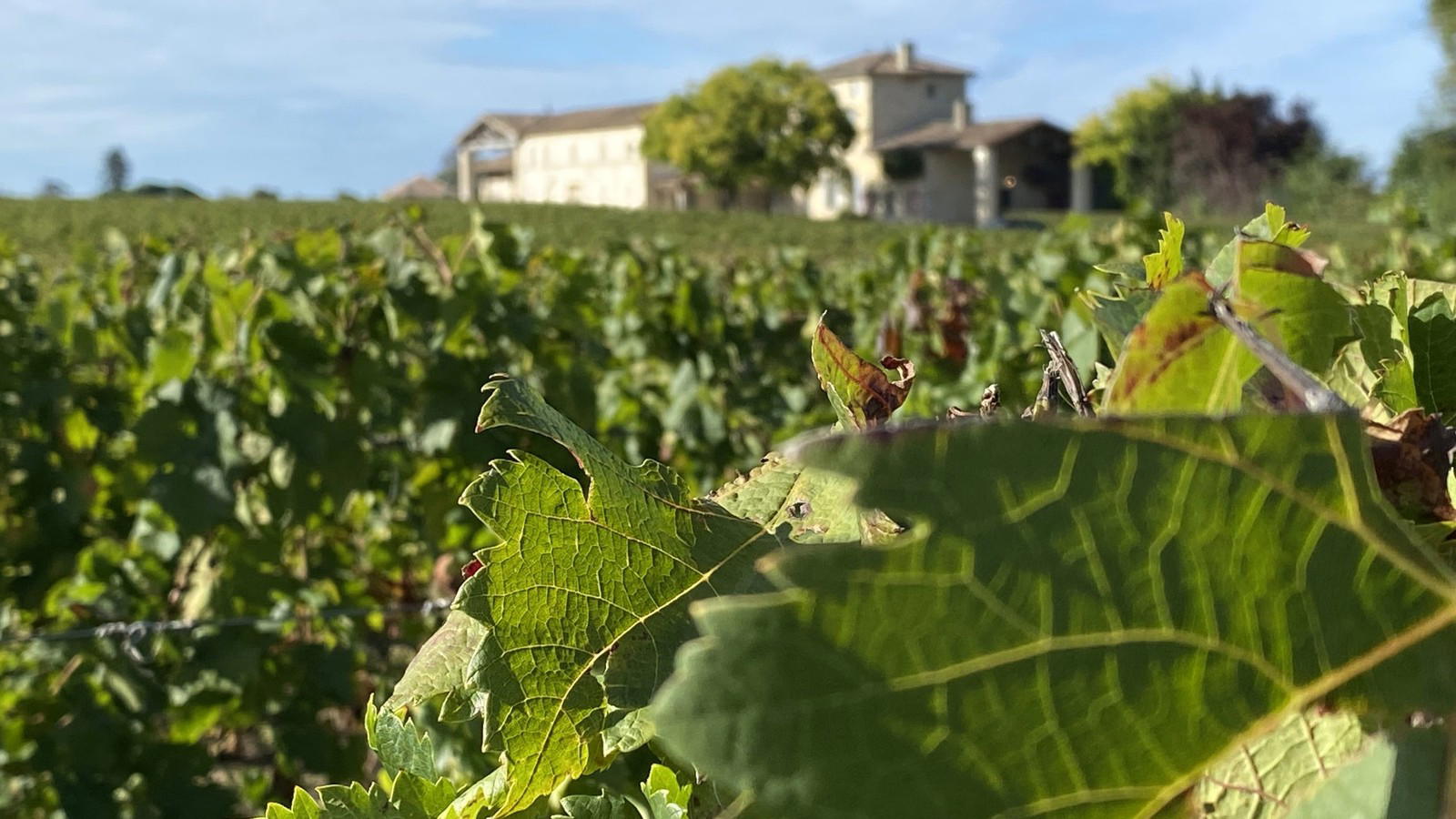 Lafleur Pomerol Irrigation Tests Bordeaux’s AOC Rules