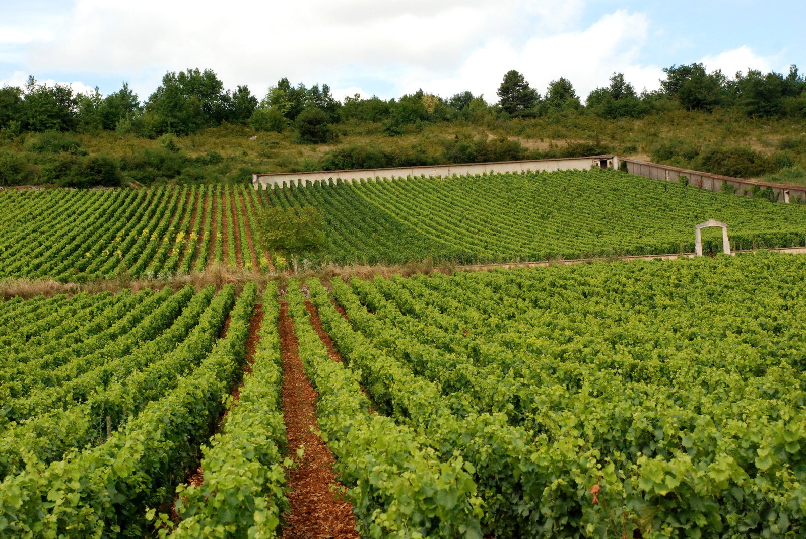 Hillside vineyard with neat rows of grapevines on sloping terrain, backed by a stone wall and wooded hillside