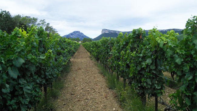 Languedoc-Roussillon DWWA 2026: 31 Golds, 2 Best in Show