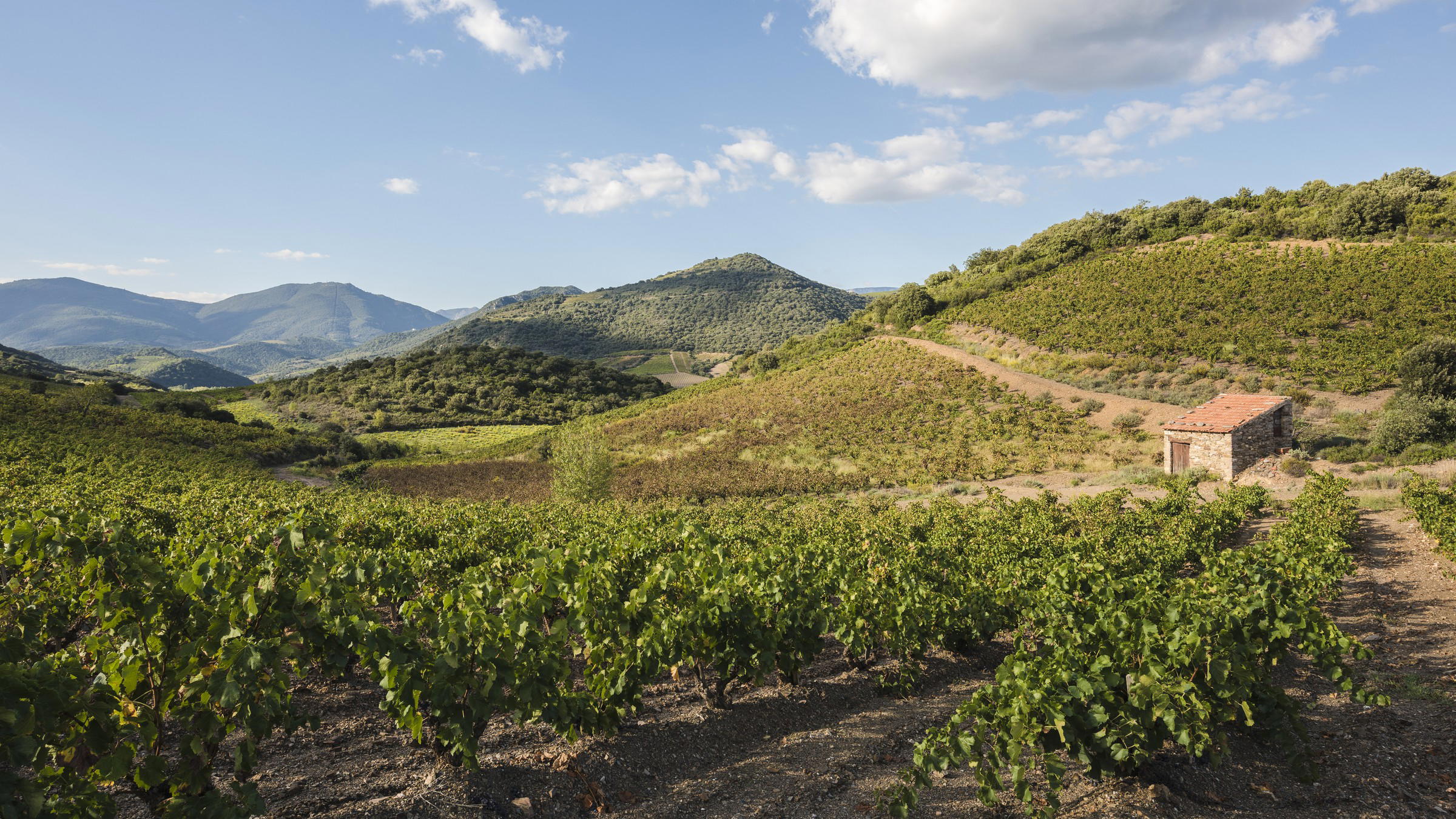 Languedoc-Roussillon DWWA 2026: 31 Golds, 2 Best in Show