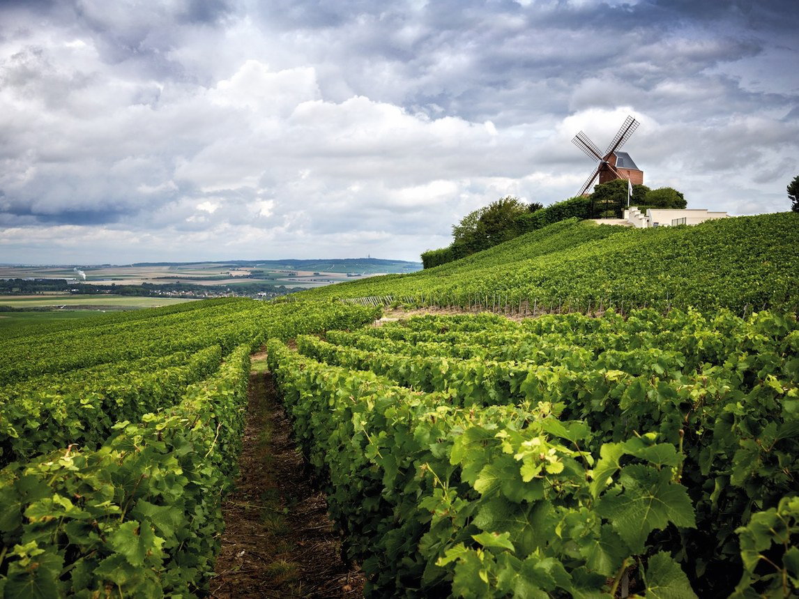 Champagne vineyard rows on a hillside with a traditional windmill at the crest.