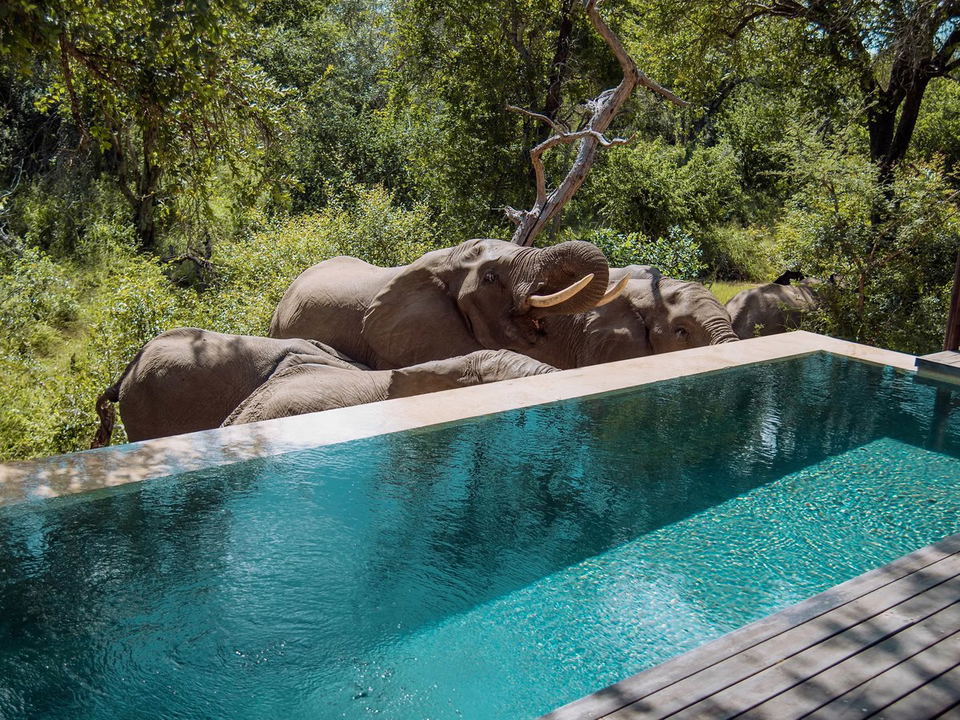 An infinity pool at Malewane Lodge, with a herd of elephants gathered at the pool's edge, viewed from a wooden deck.