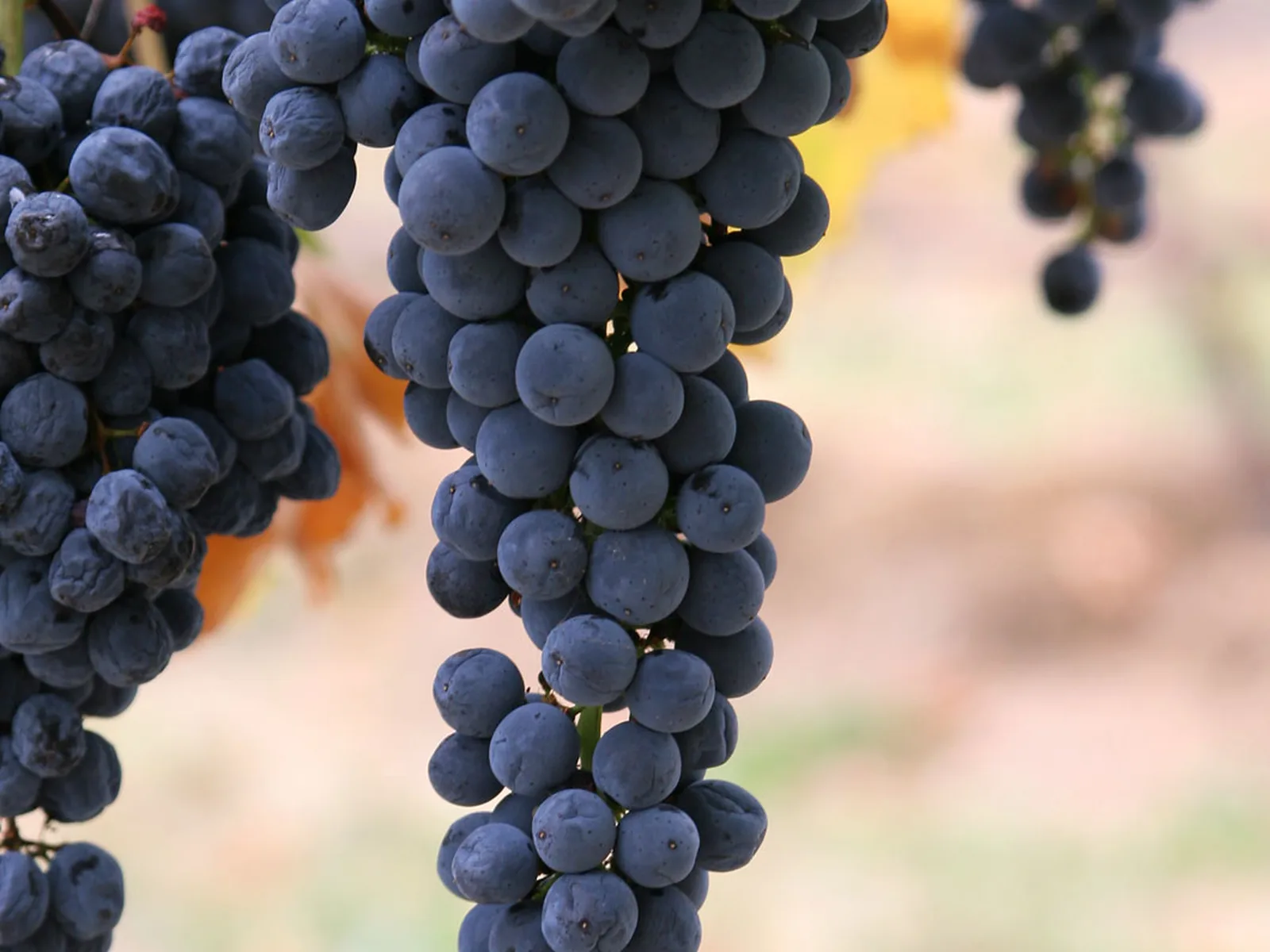 Vineyard landscape